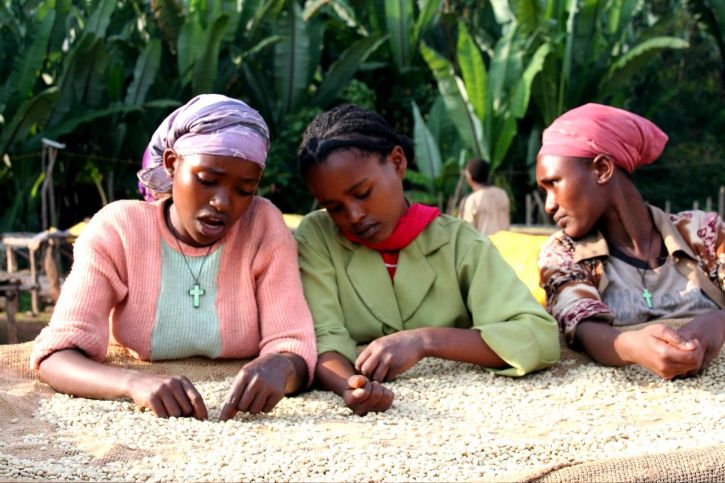 women-coffee-farmers-in-ethiopia-sort-coffee-beans-to-produce-higher-quality-specialty-725x483