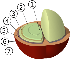 2000px-Coffee_Bean_Structure.svg
