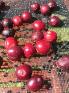 early_cherry_natural_process