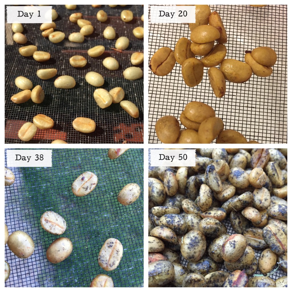 Four time points: honey processing