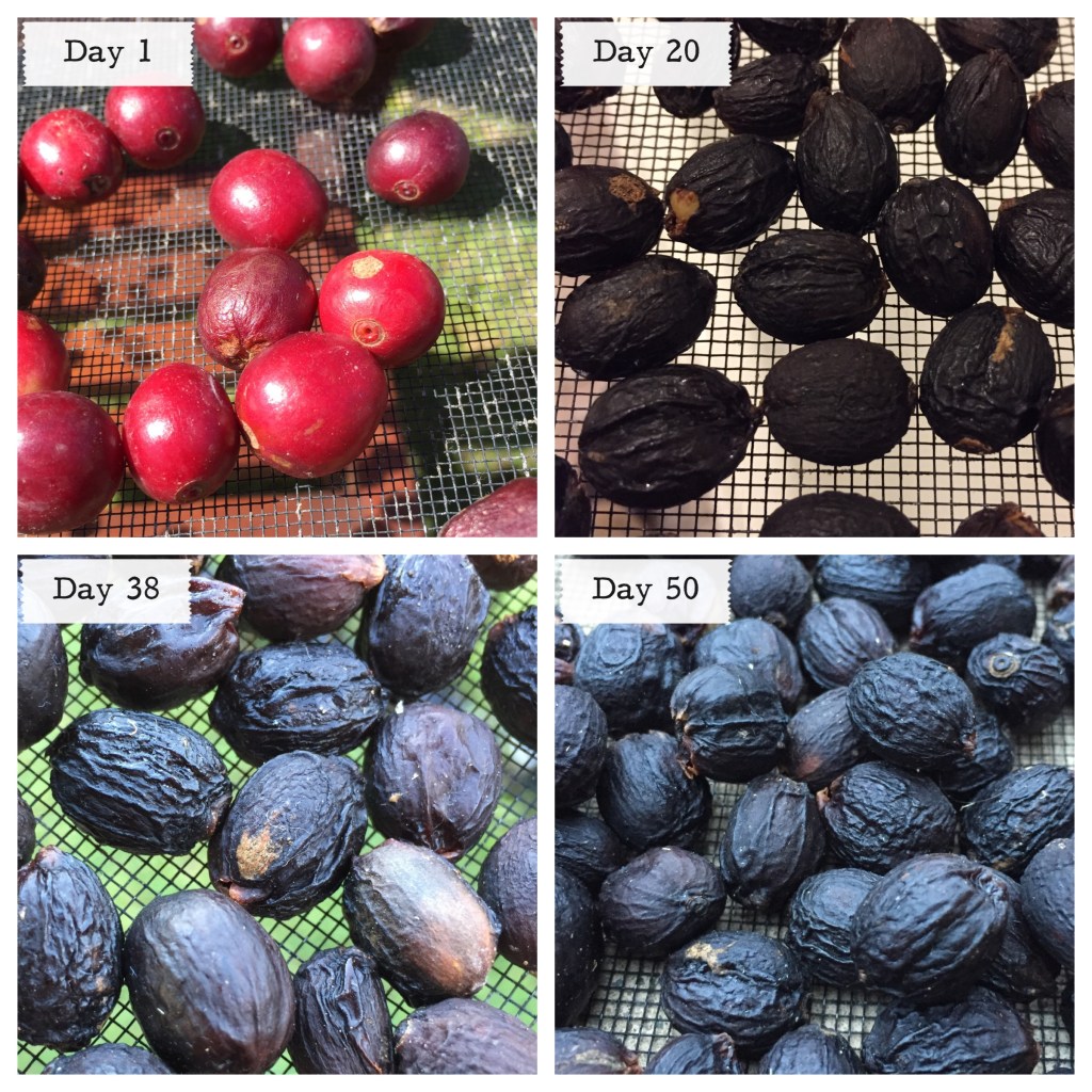 Natural processed batch across four time points.