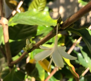 2016-09-25-burundi_post_flower